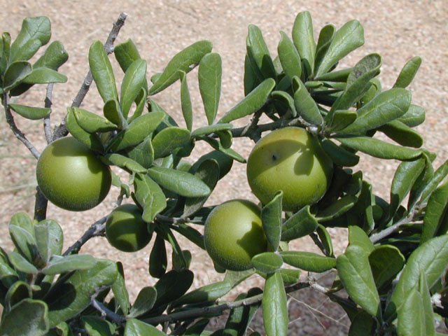 Diospyros texana (Texas persimmon) #14453