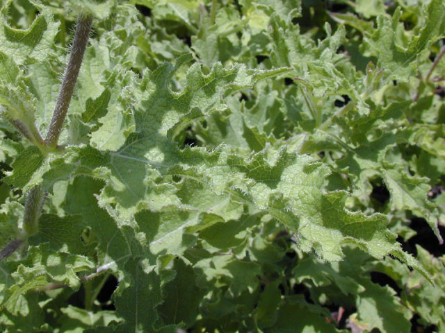 Simsia calva (Awnless bush sunflower) #14469