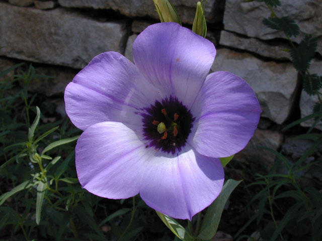 Eustoma exaltatum ssp. russellianum (Texas bluebells) #14471