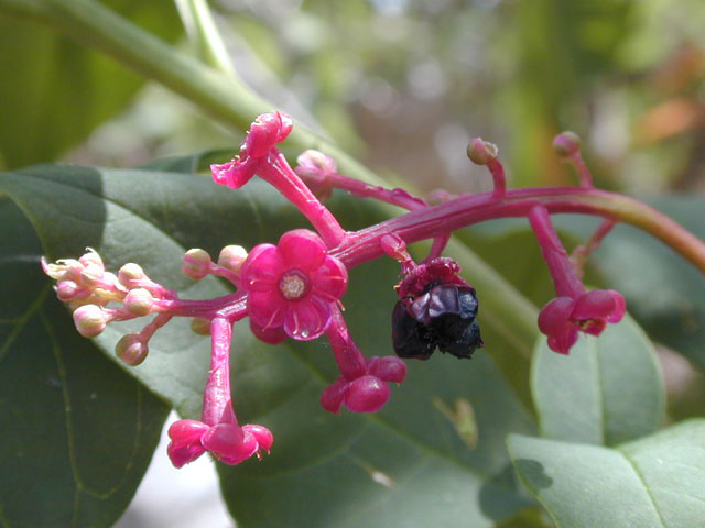 Phytolacca americana (American pokeweed) #14478