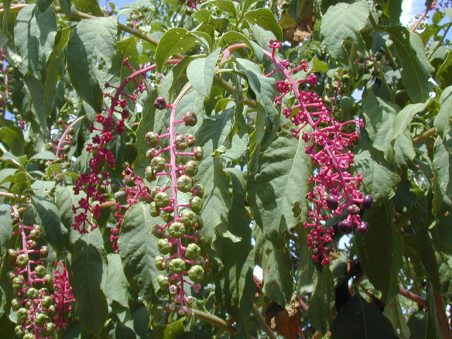 Phytolacca americana (American pokeweed) #14479