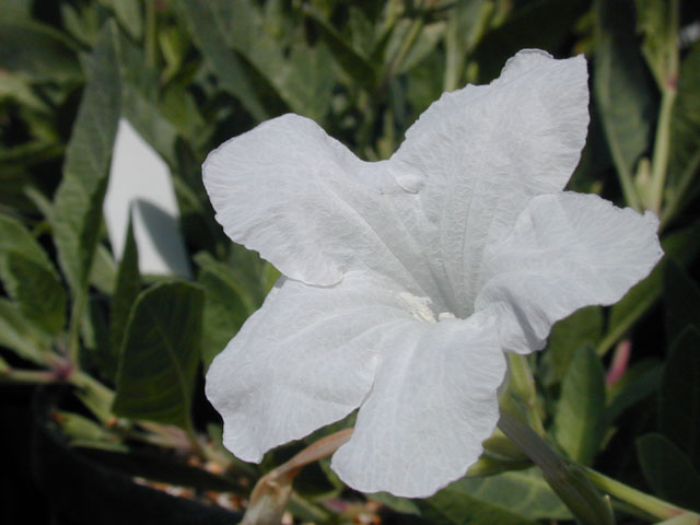 Ruellia metziae (White ruellia) #14554