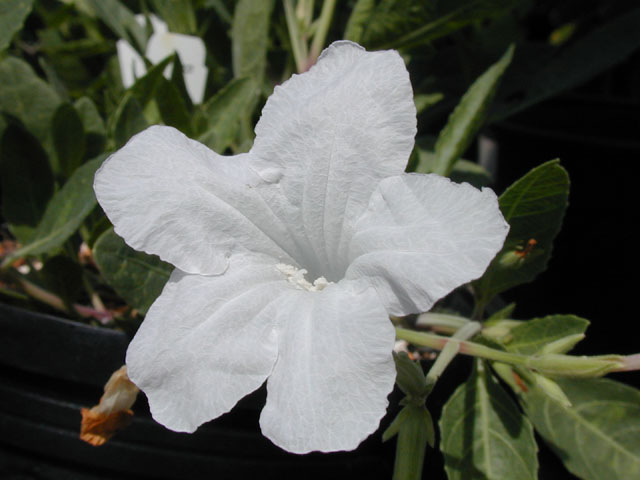 Ruellia metziae (White ruellia) #14556