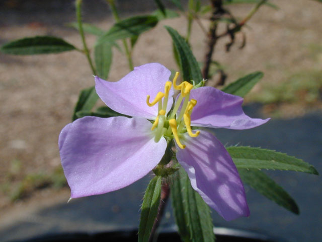 Rhexia mariana var. mariana (Maryland meadow beauty) #14558