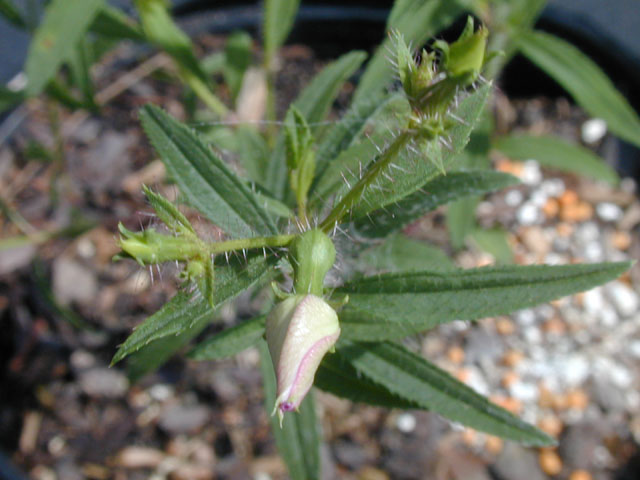 Rhexia mariana var. mariana (Maryland meadow beauty) #14564