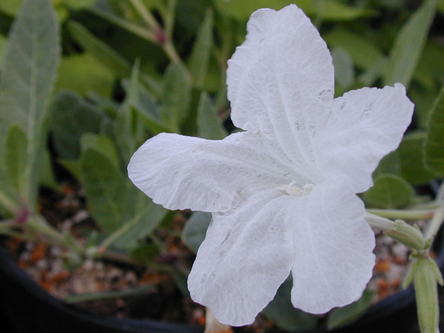 Ruellia metziae (White ruellia) #14568