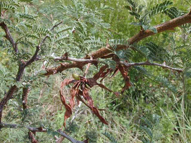 Mimosa aculeaticarpa var. biuncifera (Catclaw mimosa) #14576