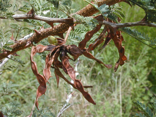 Mimosa aculeaticarpa var. biuncifera (Catclaw mimosa) #14577