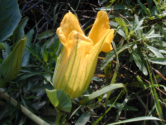 Cucurbita foetidissima (Stinking gourd) #14596