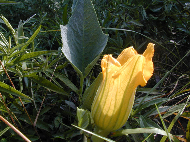 Cucurbita foetidissima (Stinking gourd) #14597