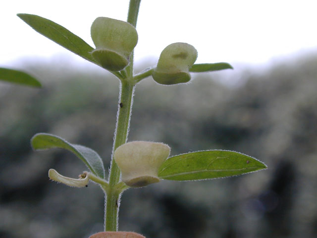 Scutellaria drummondii var. drummondii (Drummond's skullcap) #14611