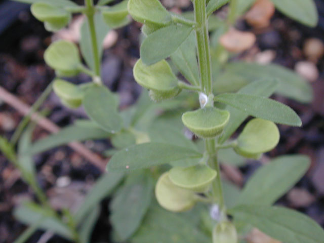 Scutellaria drummondii var. drummondii (Drummond's skullcap) #14613