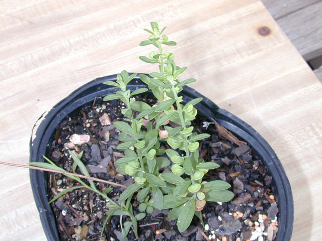 Scutellaria drummondii var. drummondii (Drummond's skullcap) #14614