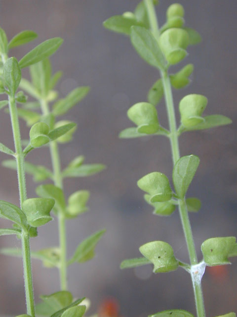 Scutellaria drummondii var. drummondii (Drummond's skullcap) #14615