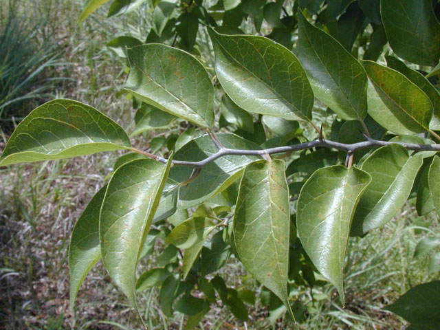 Maclura pomifera (Osage orange) #14640