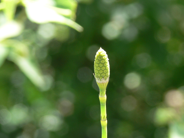 Equisetum hyemale var. affine (Scouring-rush horsetail) #19550