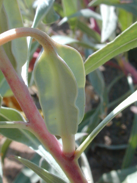 Oenothera macrocarpa ssp. incana (Bigfruit evening-primrose) #20100