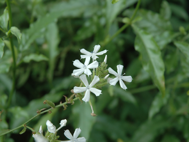 Plumbago scandens (Doctorbush) #20087