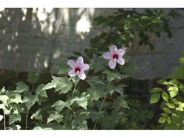 Hibiscus grandiflorus (Swamp rose-mallow) #33092