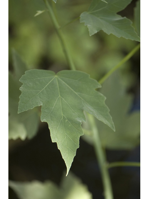 Hibiscus grandiflorus (Swamp rose-mallow) #33101