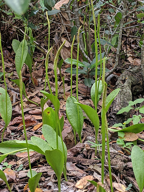 Ophioglossum engelmannii (Limestone adder's-tongue) #63924