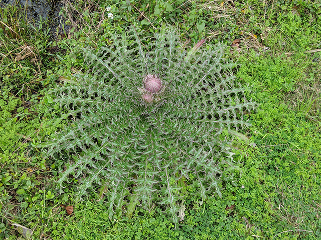 Cirsium horridulum (Bristle thistle) #67116