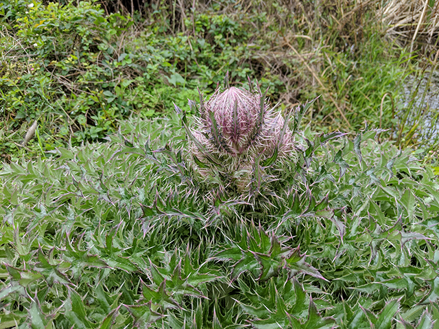 Cirsium horridulum (Bristle thistle) #67117