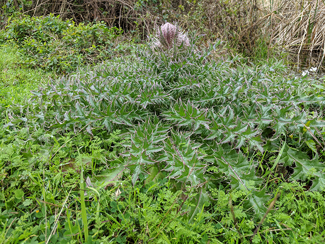 Cirsium horridulum (Bristle thistle) #67118