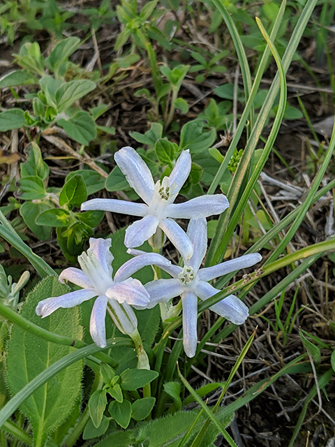 Androstephium coeruleum (Blue funnel-lily) #67121