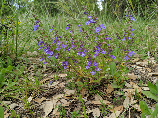 Scutellaria drummondii (Drummond's skullcap) #67624