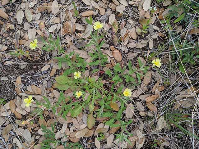 Oenothera laciniata (Cutleaf evening-primrose) #67626