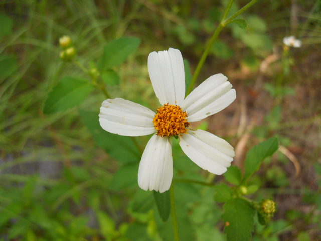 Bidens alba (Common beggarticks) #28895