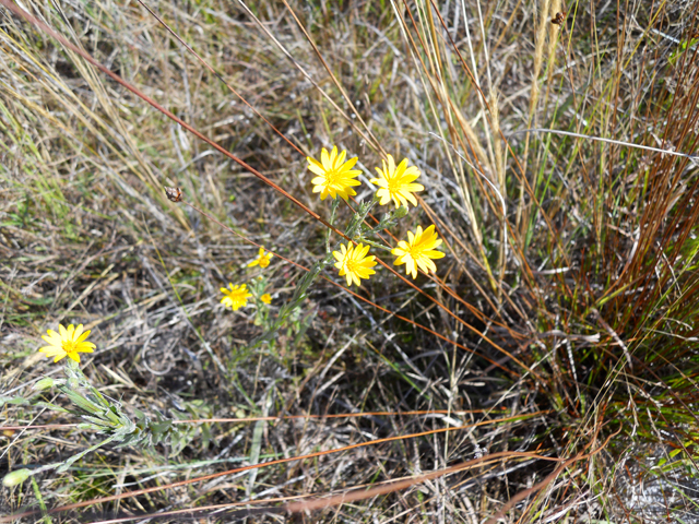 Pityopsis graminifolia (Narrowleaf silkgrass) #28917