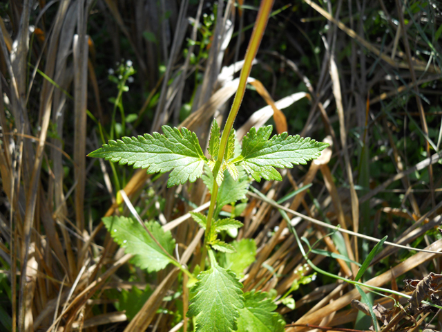 Glandularia tampensis (Tampa verbena) #31222