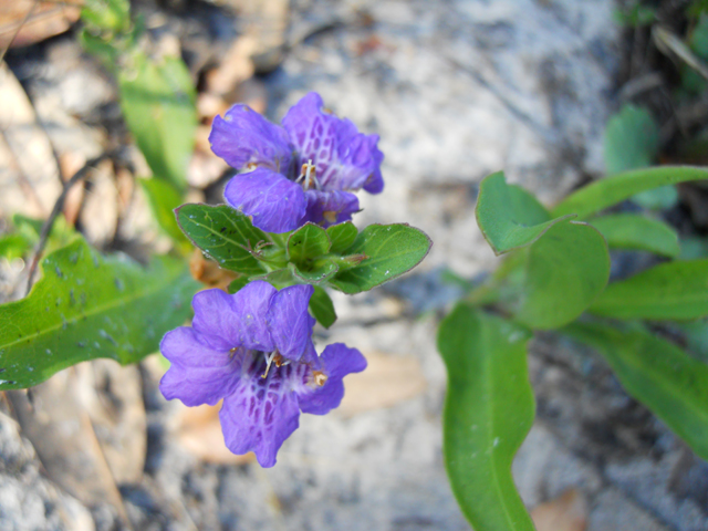 Dyschoriste oblongifolia (Oblongleaf snakeherb) #31237