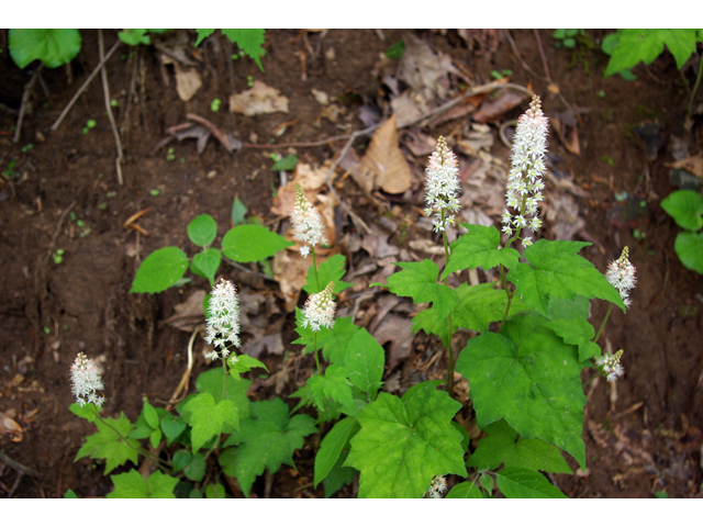 Tiarella cordifolia (Heartleaf foamflower) #33737