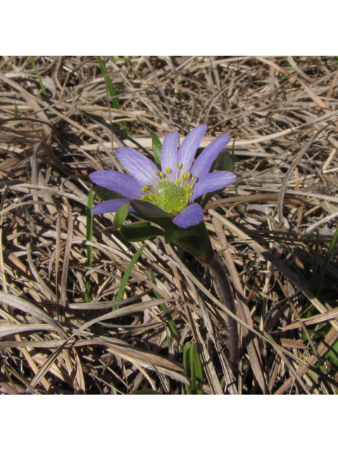 Anemone berlandieri (Tenpetal anemone) #33107