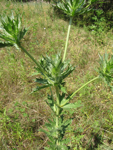 Eryngium leavenworthii (Leavenworth's eryngo) #33130