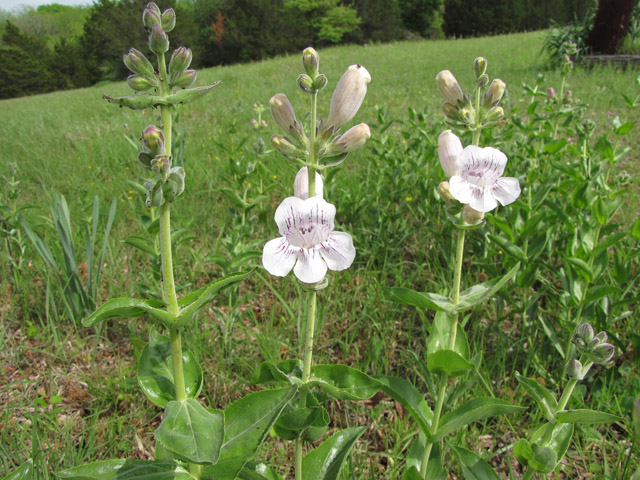 Penstemon cobaea (Prairie penstemon) #33137