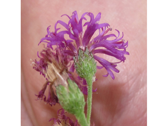 Vernonia baldwinii (Western ironweed) #33166