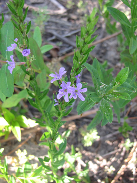 Lythrum alatum var. lanceolatum (Winged lythrum) #33176