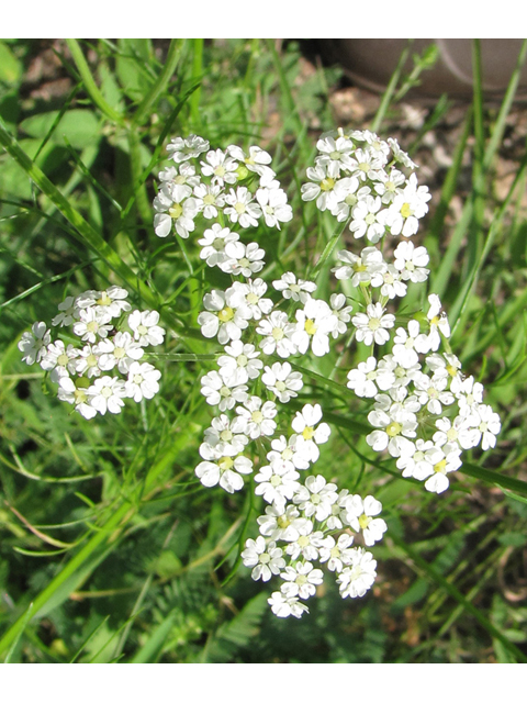 Bifora americana (Prairie bishop) #33214