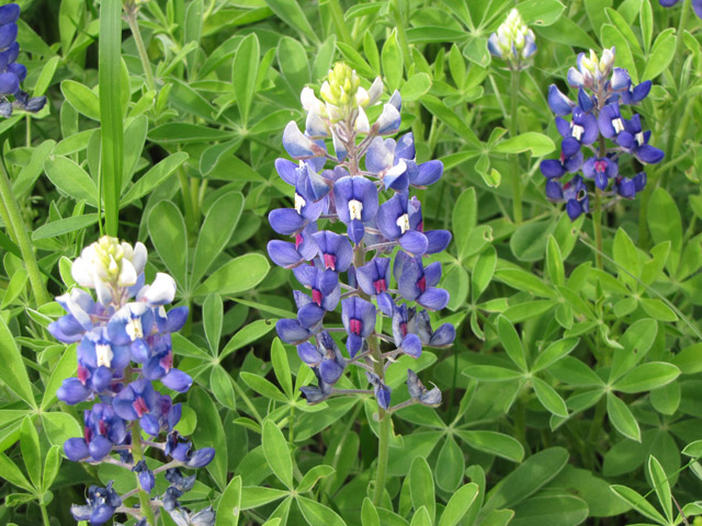 Lupinus texensis (Texas bluebonnet) #33257