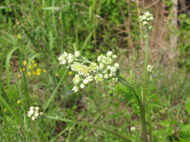 Hymenopappus scabiosaeus var. corymbosus (Carolina woollywhite) #33292