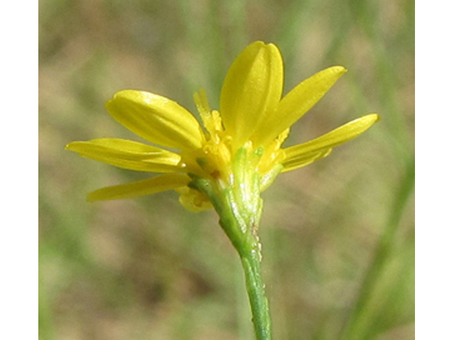 Amphiachyris dracunculoides (Prairie broomweed) #36136