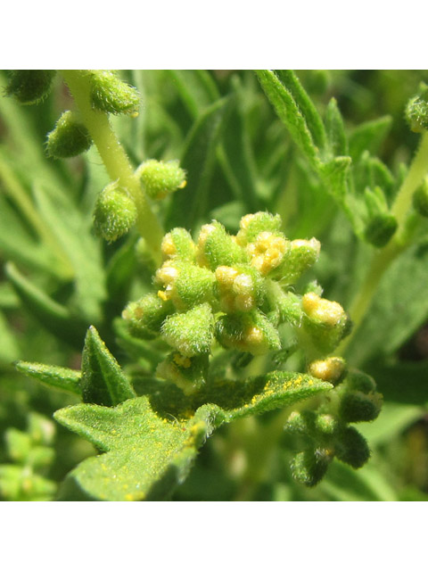 Ambrosia psilostachya (Cuman ragweed) #36143