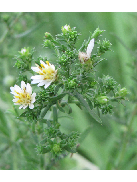 Symphyotrichum ericoides var. ericoides (White heath aster) #36161