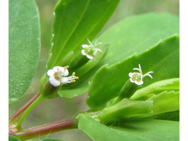 Chamaesyce nutans (Nodding spurge) #36162