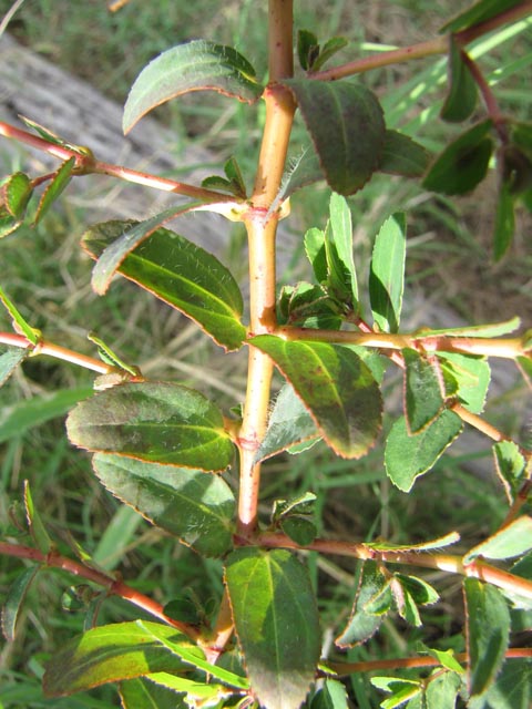 Chamaesyce nutans (Nodding spurge) #36166