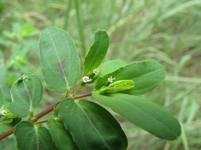 Chamaesyce nutans (Nodding spurge) #36168